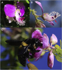 Image result for Polygala myrtifolia