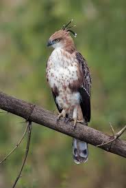 Birds Of Prey Wikipedia Indonesia 