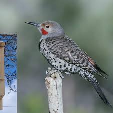 Origin northern flickers are found throughout the north american continent from below the tree line in id: Nature Notes The Urban Confused Woodpecker Outdoors Elkodaily Com