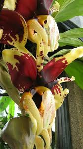 Image result for Summerhayesia