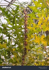 Image result for Acanthus montanus