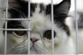 Berikut ini adalah arti mimpi yang terdapat pada kategori kucing. Kucing Boleh Baca Hati Tuannya Ketahui Kelebihan Pelihara Haiwan Ini Dari Sudut Psikologi Kesihatan I Suke Mstar
