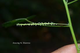 Image result for Acalypha racemosa