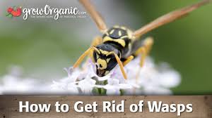 It suits every part of the house including living room, bedroom, laundry room and restroom. How To Get Rid Of Wasps Youtube