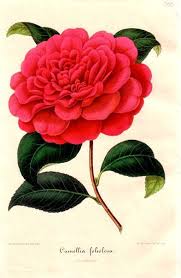 Red Camellia Flower Essence Eases Childhood Shock Fear Assists Adults In Dealing With Botanical Drawings Botanical Flowers Botanical Illustration Vintage