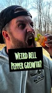 Have you ever found a weird blobby thing in your bell pepper? It’s actually  just the beauty of proliferation or parthenocarpy at work! #parthenocarpy  #bellpepper #gardening101 #proliferation ...