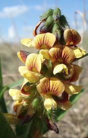 Image result for Eriosema cordatum