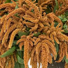 Image result for Amaranthus