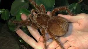 C'est l'arbre de tule, un colosse dont la circonférence de 42 m. Tu Sais Pas Quoi On Twitter La Plus Grosse Araignee Du Monde Fait 30 Cm Et 175 Gr C Est La Mygale Goliath Theraphosa Blondi Elle Vit En Amerique Du Sud