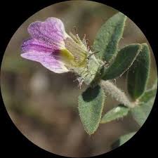Image result for Blepharis integrifolia