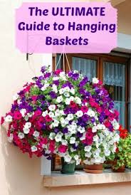 For later winter blooms, try tulips, daffodils, crocuses and irises. The Ultimate Guide To Hanging Baskets Greener On The Inside Hanging Flowers Hanging Flower Baskets Petunia Flower
