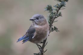 Big Black Birds In Indiana Blue Bird Thanksgiving 2012 Indiana Blue Bird Bird Birds