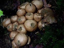 They are dense, tough skinned, and very black inside. Lycoperdon Pyriforme Stump Puffball Identification