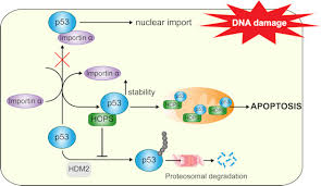 Detected macronix mx25u3235f 4 mib mfg data loaded scanning auto boot mode, use bootipq directly hit esc key to stop autoboot: Hops Tmub1 Retains P53 In The Cytoplasm And Sustains P53 Dependent Mitochondrial Apoptosis Embo Reports