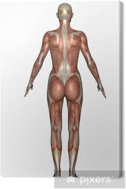 The superficial back muscles are the muscles found just under the skin. Back Muscles Of Woman 3d Render Canvas Print Pixers We Live To Change