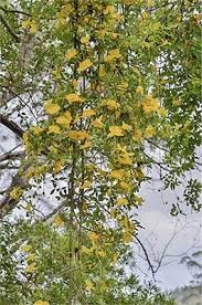 Image result for Dolichandra