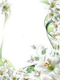 White Lily Flower Flower Frame Lily Flower