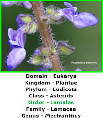 Image result for Coleus psammophilus