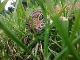 Gecko In The Grass Leopard Gecko Gecko