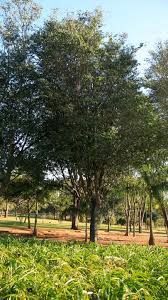Image result for Copaifera