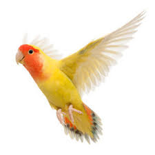Maybe you would like to learn more about one of these? Where To Buy Pet Shop Near You Pet Stores Naturally For Pets