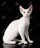 Devon Rex Cat Breed Information, Pictures, Characteristics ...