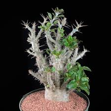 Image result for Pachypodium saundersii