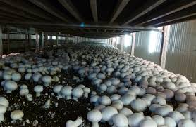 Image result for mushroom farming