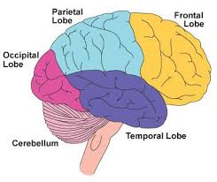 Image result for Frontal Lobe