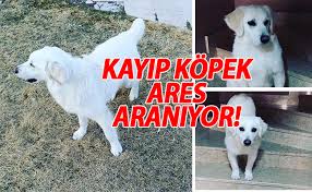 Kayip Kopek Ares Araniyor