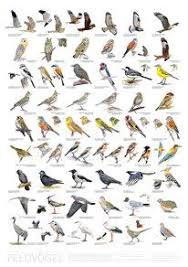 Bird Poster Farmland Birds Vogelposter Feldvogel Heimische Vogel Von Leander Khil Mit Illustrationen Von Szabolc Heimische Vogel Tierspuren Poster