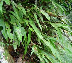 Image result for Oleandra