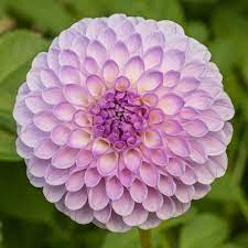 Buy Dahlias Online Dahlia Bulbs For Sale Red White Blue Pink And Purple Dahlia Flowers Giant Dinner Plate Dah In 2021 Flower Farm Purple Dahlia Dahlia Flower