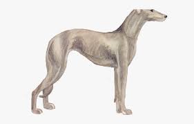 For travel flexibility, you can board or get off a greyhound bus at official greyhound stations, partner stations and curbside stops. Greyhound Clipart Greyhound Bus Rampur Greyhound Hd Png Download Kindpng