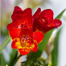 Image result for Freesia grandiflora