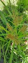 Image result for Cyperus esculentus