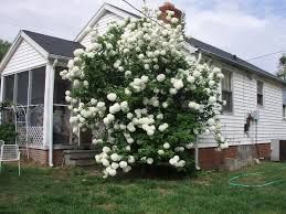 This is part 1 of a few videos that i will be sharing with you. Hydrangea Tree The Biggest Hydrangea Bush I Ve Ever Seen Flickr