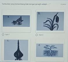 Geragih bisa dilakukan dengan cara melakukan modifikasi pada batang tumbuhan yang menjalar di atas lapisan tanah. Tumbuhan Yang Berkembang Biak Dengan Geragih Adalah Brainly Co Id