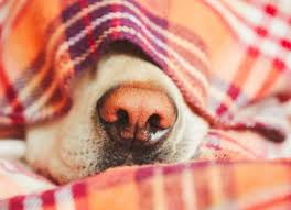 What Is Dog Snow Nose And What Can You Do About It Petmd