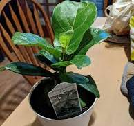 Fiddle leaf fig tree for reasonable price?