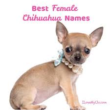 This female moniker is ideal for the adorable big eye female chihuahua that is full of energy. Best Female Chihuahua Names I Love My Chi