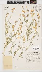 Image result for Cephalocroton mollis