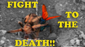 The tarantula hawk wasp has one of the most painful stings in the insect kingdom. Tarantula Hawk Wasp Vs Desert Tarantula Desert Showdown Fight Not Staged See Disclaimer Youtube