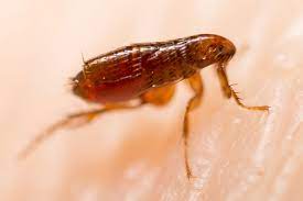 Maybe you would like to learn more about one of these? Puces Comment S En Debarrasser