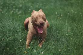 Yavru Pitbull Nasil Beslenir Hayvan Severler