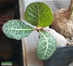 Image result for Monadenium pseudoracemosum