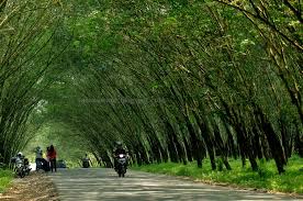 Foto prewedding pohon karetan : Kebun Karet Dekat Karang Anyar Tempat Kekinian Paling Hit Di Lampung Awal Tahun 2016 Perjalananku