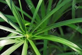 Image result for Cyperaceae