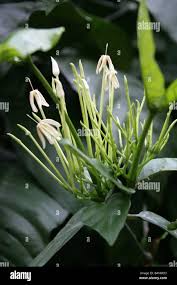 Image result for Oxyanthus pyriformis