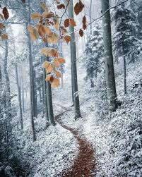 Snowy Woods Winter Landscape Snowy Woods Winter Scenery